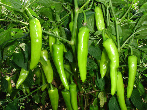 Picture of 35 Pcs Spicy Green Chili SeedS  (INTACT PACKET)