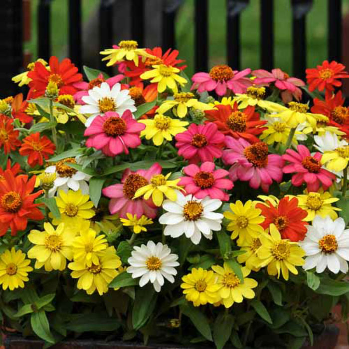 Picture of 15 Pcs Natural Zinnia Flower California SeedS