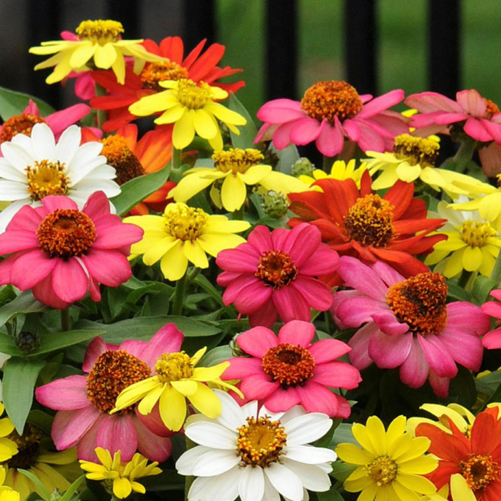 Picture of 15 Pcs Natural Zinnia Flower California SeedS
