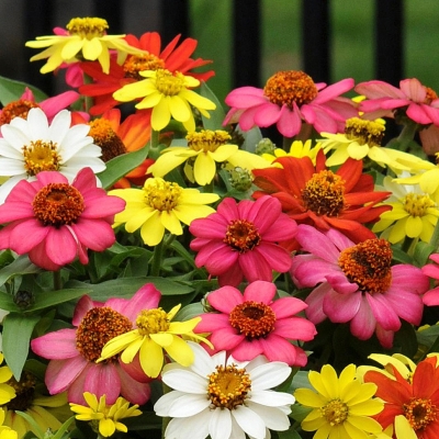 Picture of 15 Pcs Natural Zinnia Flower California SeedS