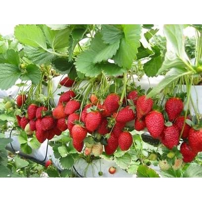 Picture of 30Pcs Red Strawberry Climbing Strawberry Four Season Fruits-30Pcs SeedS