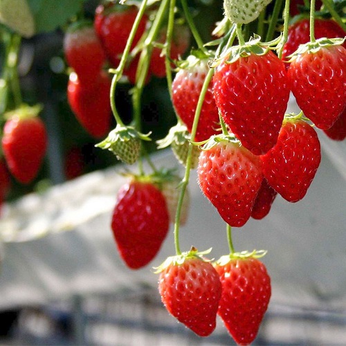 Picture of 30Pcs Red Strawberry Climbing Strawberry Four Season Fruits-30Pcs SeedS