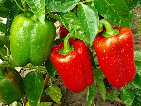Picture of 10+ Pcs Capsicum SeedS