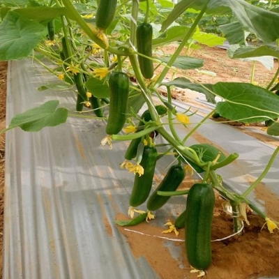 Picture of Deshi 20 Pcs Cucumber SeedS