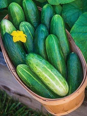 Picture of Deshi 20 Pcs Cucumber SeedS