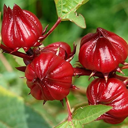 Picture of All Season Roselle Chinese Herb Plant Seeds - 10 Pcs SeedS