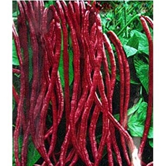 Picture of Hybrid Red String Beans Borboti 10 pcs SeedS