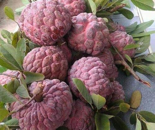 Picture of Suger Free Red Custard Apple Seeds  - 10 Pcs SeedS