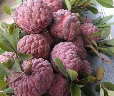 Picture of Suger Free Red Custard Apple Seeds  - 10 Pcs SeedS