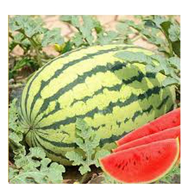 Picture of F1 Hybrid Watermelon SeedS - 10 Pcs SeedS