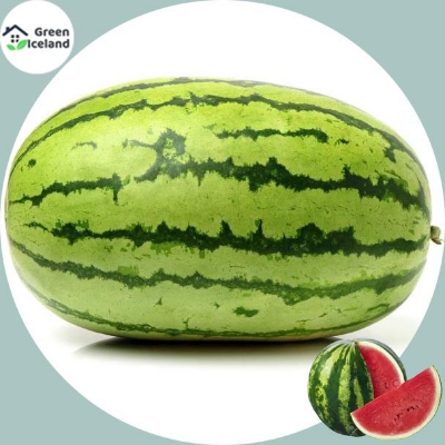 Picture of F1 Hybrid Watermelon SeedS - 10 Pcs SeedS