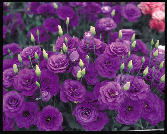 Picture of Global Eustoma Flower bonsai Seeds - 15 Pcs SeedS