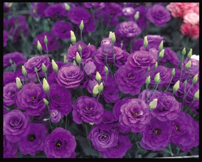 Picture of Global Eustoma Flower bonsai Seeds - 15 Pcs SeedS