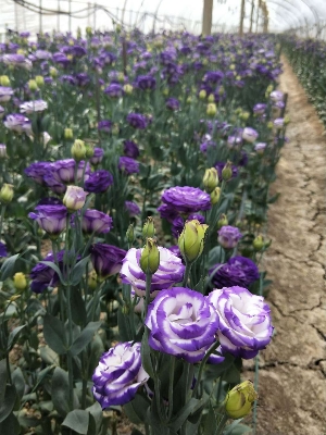 Picture of Global Eustoma Flower bonsai Seeds - 15 Pcs SeedS