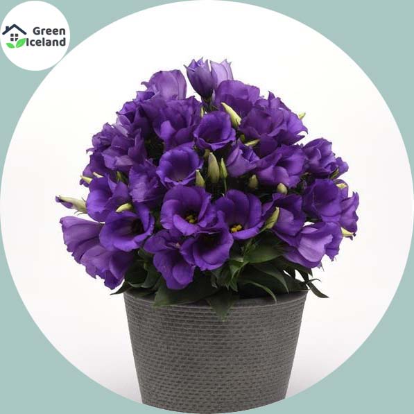 Picture of Global Eustoma Flower bonsai Seeds - 15 Pcs SeedS