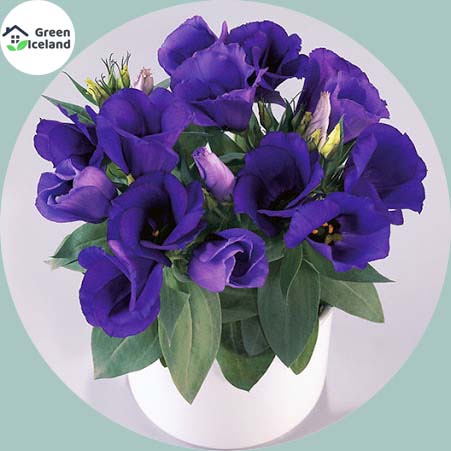 Picture of Global Eustoma Flower bonsai Seeds - 15 Pcs SeedS