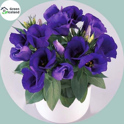Picture of Global Eustoma Flower bonsai Seeds - 15 Pcs SeedS