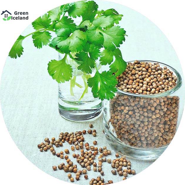 Picture of Global Dhoniya Pata Seeds - 50 Pcs SeedS