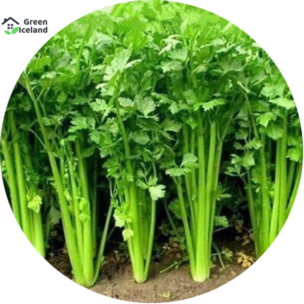 Picture of Global Dhoniya Pata Seeds - 50 Pcs SeedS