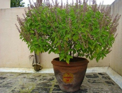 Picture of 20 PcS Natural Basil / Tulsi SeedS