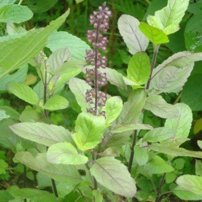 Picture of 20 PcS Natural Basil / Tulsi SeedS