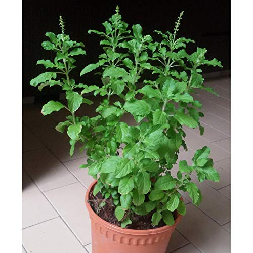 Picture of 20 PcS Natural Basil / Tulsi SeedS