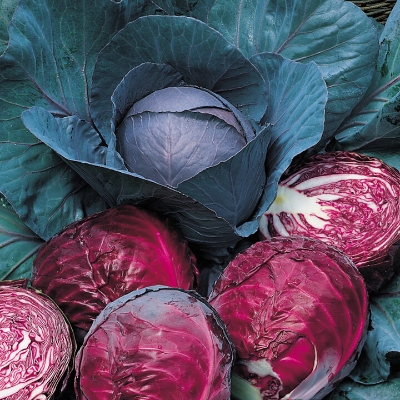 Picture of 10 Pcs All Season Red Cabbage SeedS