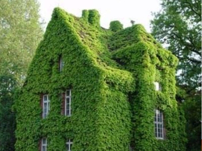 Picture of 10 PcS Global Boston Ivy Climbing Creeper Flower Seeds