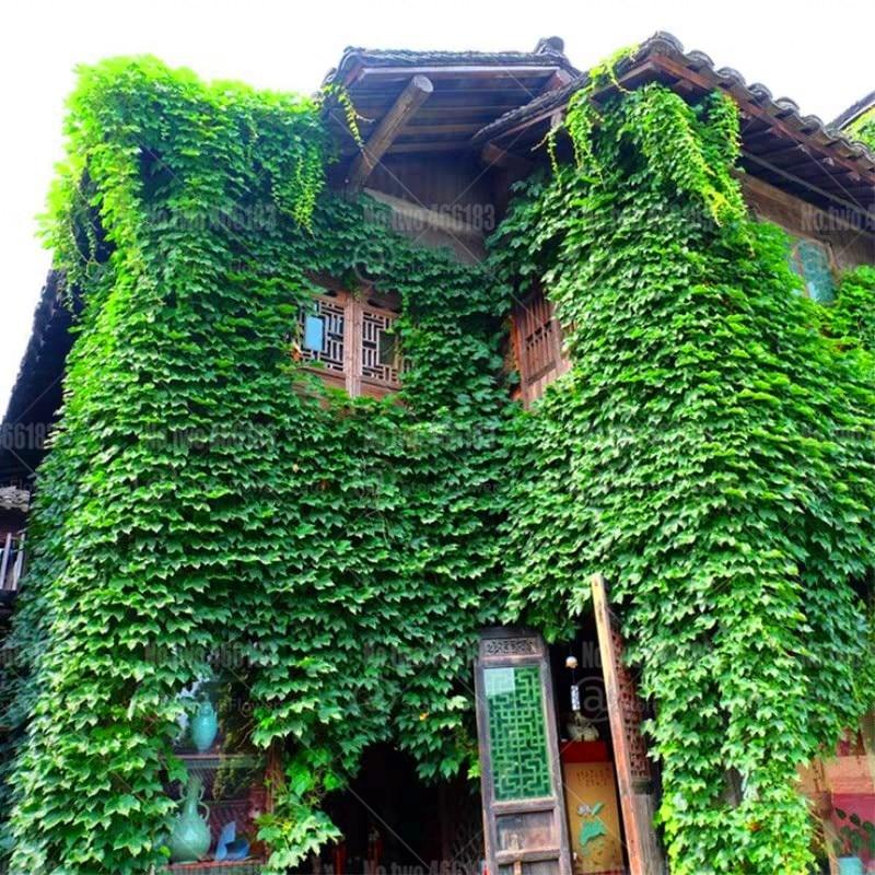 Picture of 10 PcS Global Boston Ivy Climbing Creeper Flower Seeds