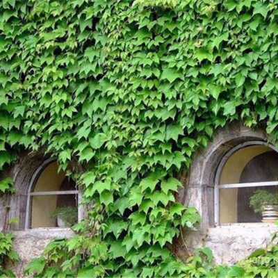 Picture of 10 PcS Global Boston Ivy Climbing Creeper Flower Seeds
