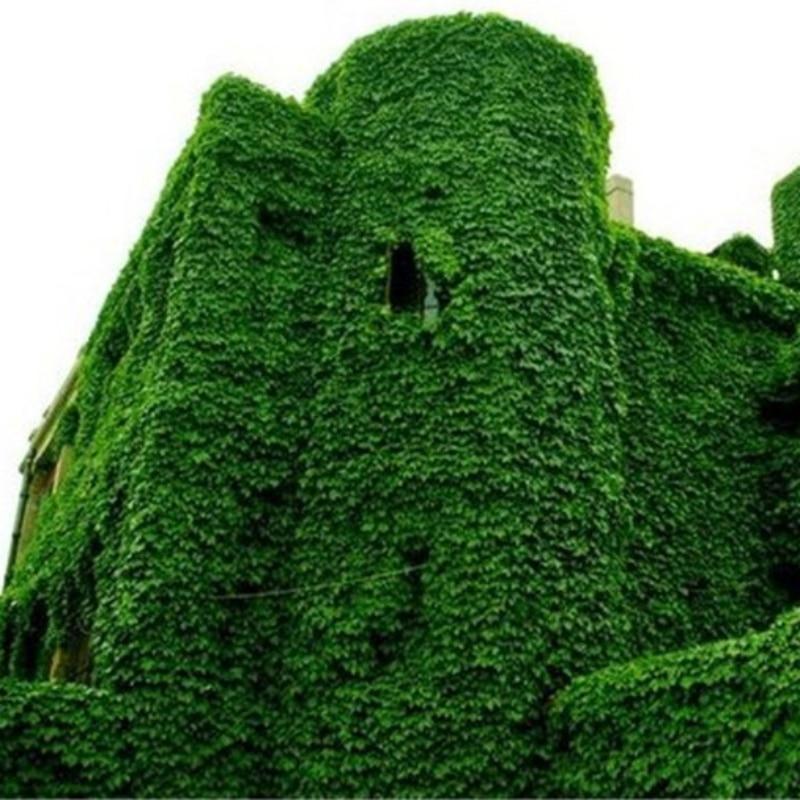 Picture of 10 PcS Global Boston Ivy Climbing Creeper Flower Seeds