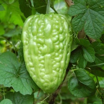 Picture of Balcony Summer Virgo Bonsai Big Top Bitter Vegetable Roof Easy To Plant Vegetables Bonsai Rapebonsai Family Potted- 10Pcs seedS