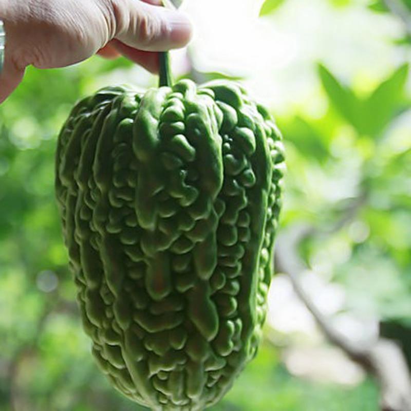 Picture of Balcony Summer Virgo Bonsai Big Top Bitter Vegetable Roof Easy To Plant Vegetables Bonsai Rapebonsai Family Potted- 10Pcs seedS