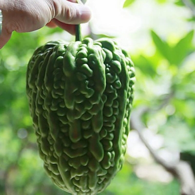 Picture of Balcony Summer Virgo Bonsai Big Top Bitter Vegetable Roof Easy To Plant Vegetables Bonsai Rapebonsai Family Potted- 10Pcs seedS