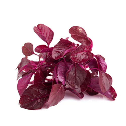Picture of 100 PcS Global Lal Shak/ Red spinach Seeds