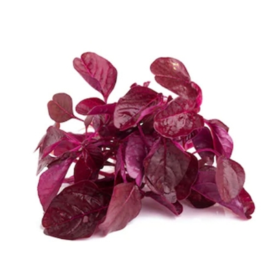 Picture of 100 PcS Global Lal Shak/ Red spinach Seeds