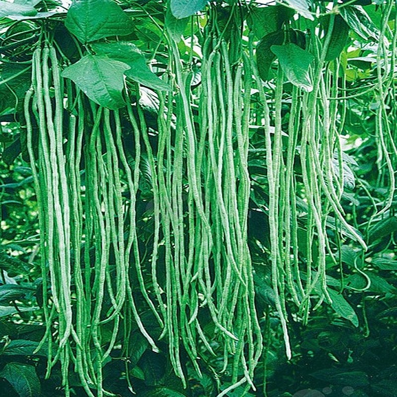 Picture of String Beans (Borboti) Seeds - 15 PcS
