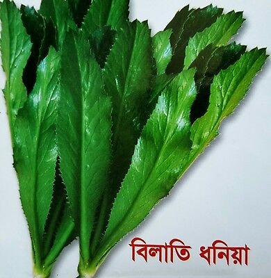 Picture of Garden/Tob Bilati Coriander - 50 PieceS