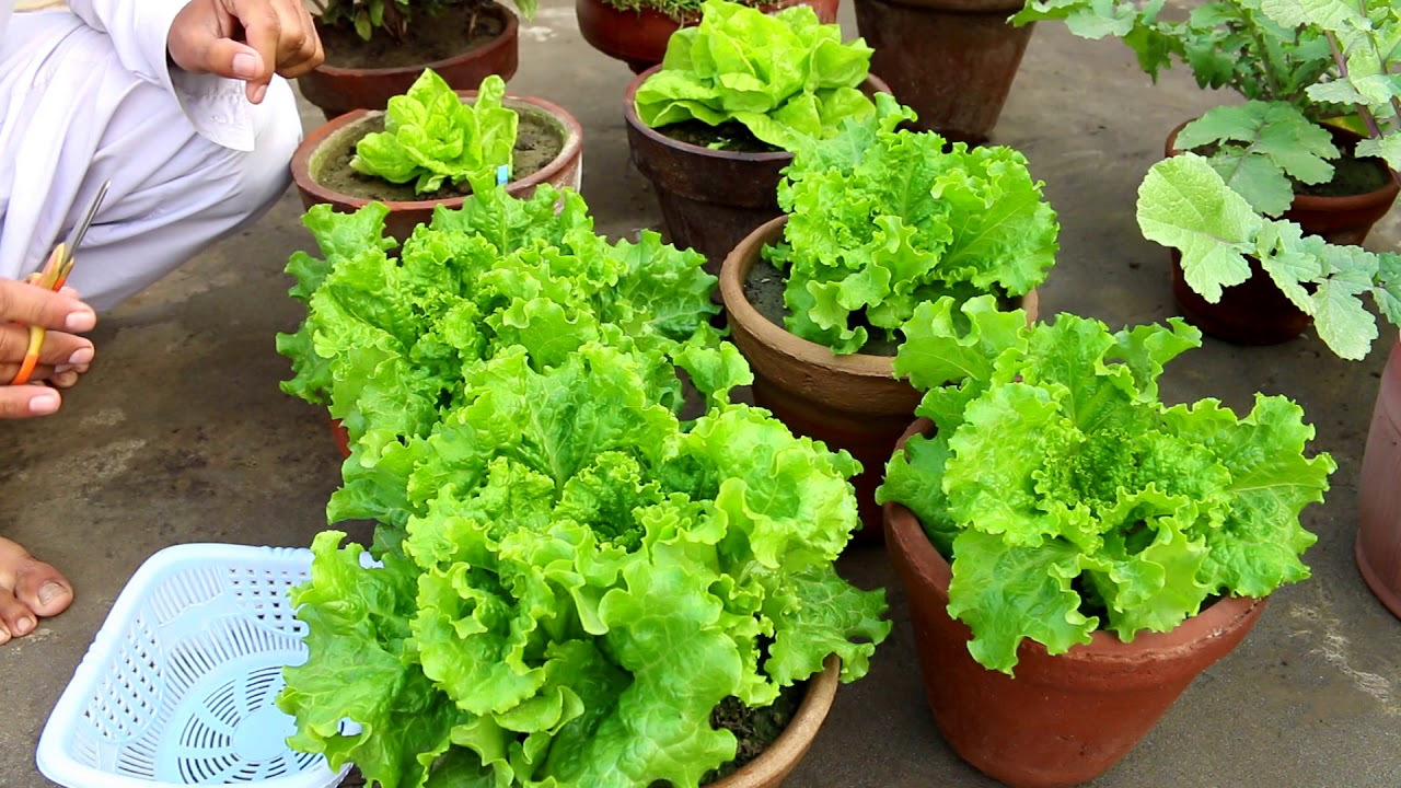 Picture of Lettuse Seed - 25 pcS