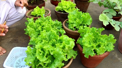 Picture of Lettuse Seed - 25 pcS