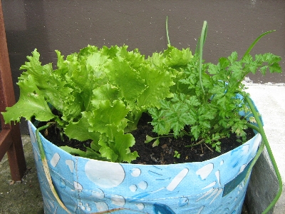 Picture of Lettuse Seed - 25 pcS