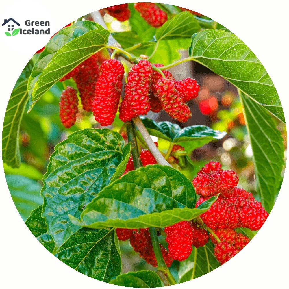 Picture of Red Mulberry SeedS - 30 Pcs SeedS (Global Seeds)
