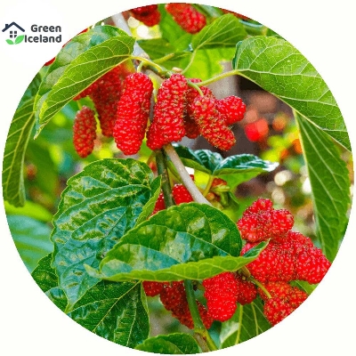 Picture of Red Mulberry SeedS - 30 Pcs SeedS (Global Seeds)