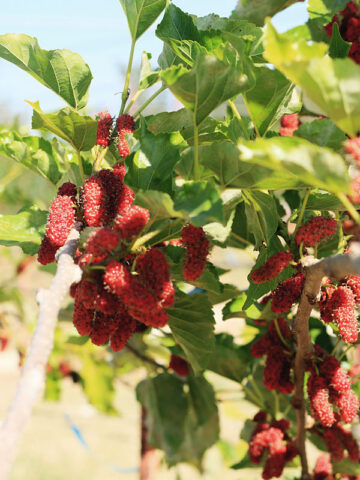 Picture of Red Mulberry SeedS - 30 Pcs SeedS (Global Seeds)