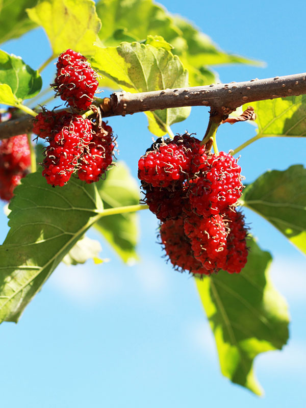 Picture of Red Mulberry SeedS - 30 Pcs SeedS (Global Seeds)