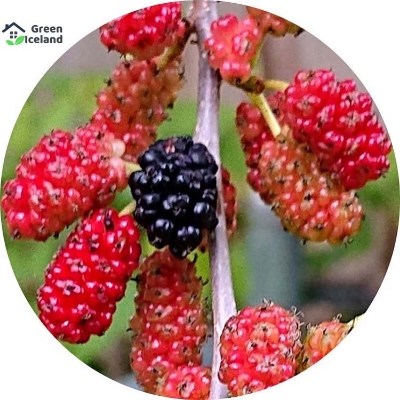Picture of Red Mulberry SeedS - 30 Pcs SeedS (Global Seeds)