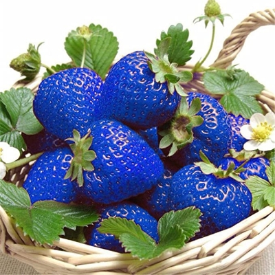 Picture of Global Blue Strawberry SeedS - 30 Pcs SeedS