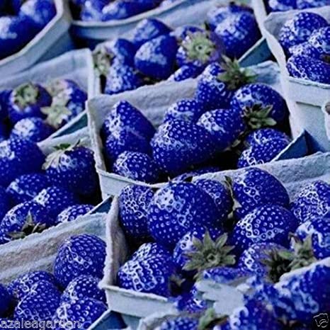 Picture of Global Blue Strawberry SeedS - 30 Pcs SeedS