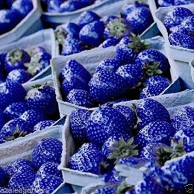 Picture of Global Blue Strawberry SeedS - 30 Pcs SeedS
