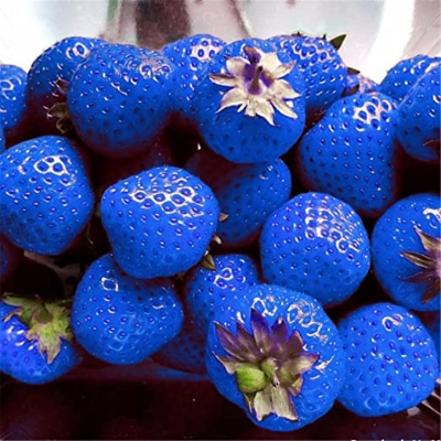 Picture of Global Blue Strawberry SeedS - 30 Pcs SeedS